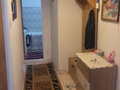 Colentina Teiul Doamnei